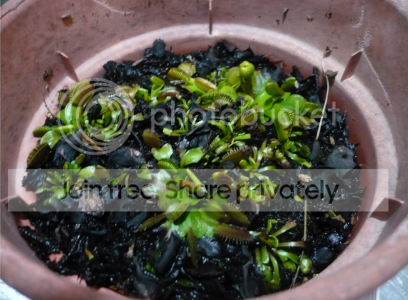 vft3.png