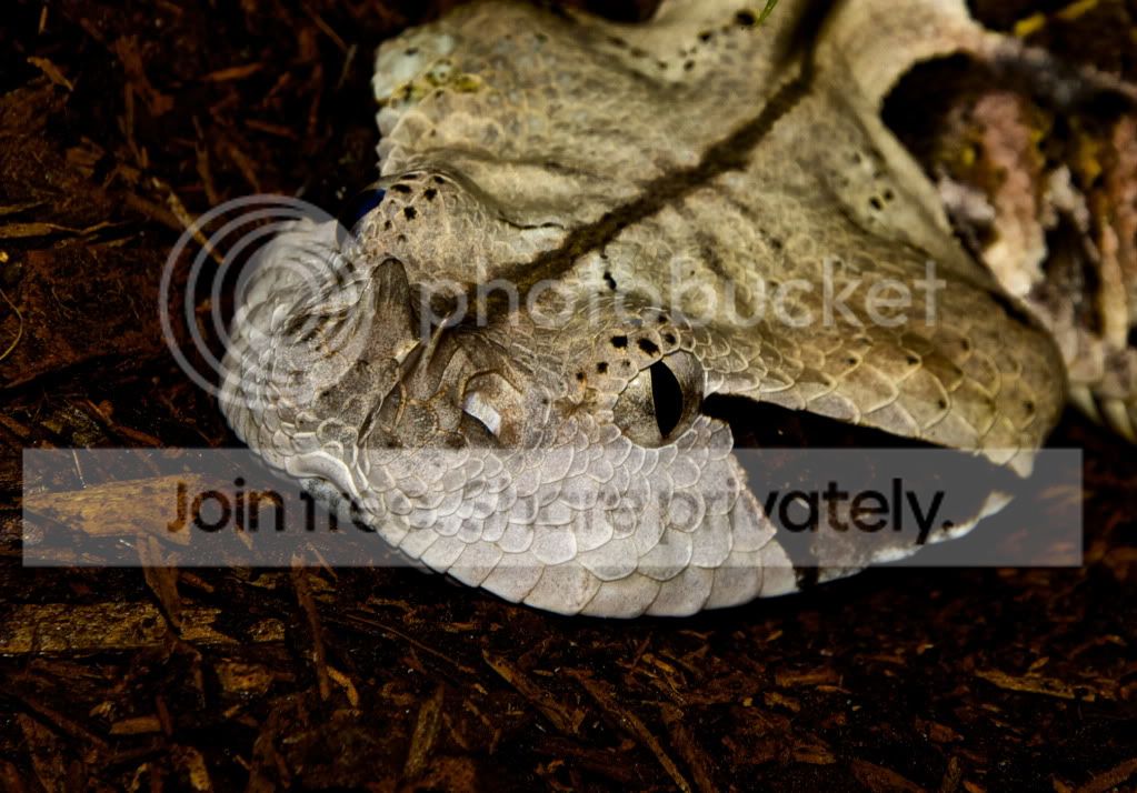 DSC_0009.jpg