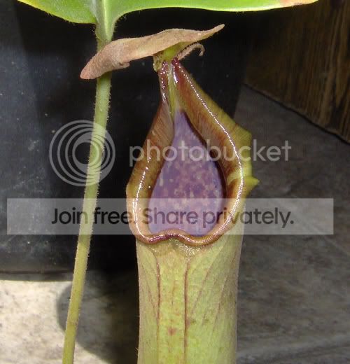 Ntruncata_4-18-10.jpg