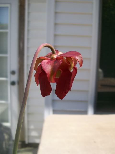 flower2.jpg