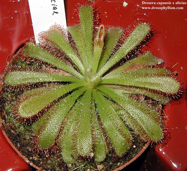 wue_capiciae.jpg