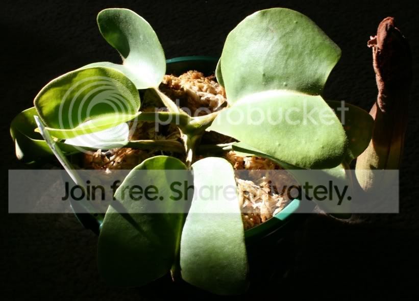 HLtruncata.jpg