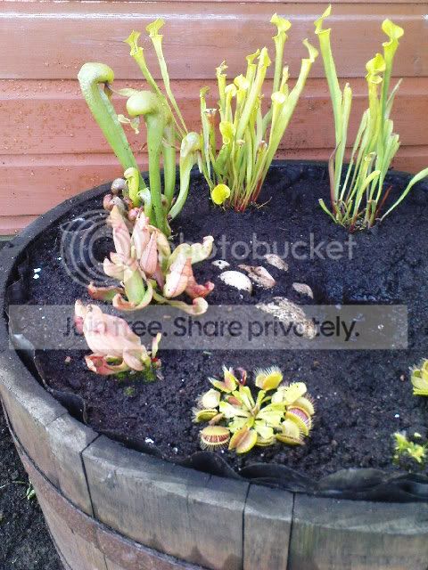vft006.jpg