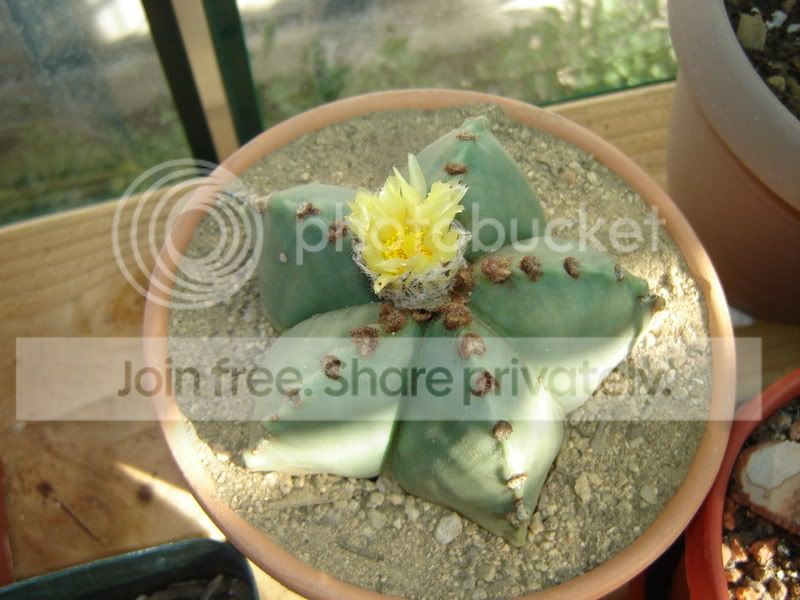 Greenhouse010.jpg