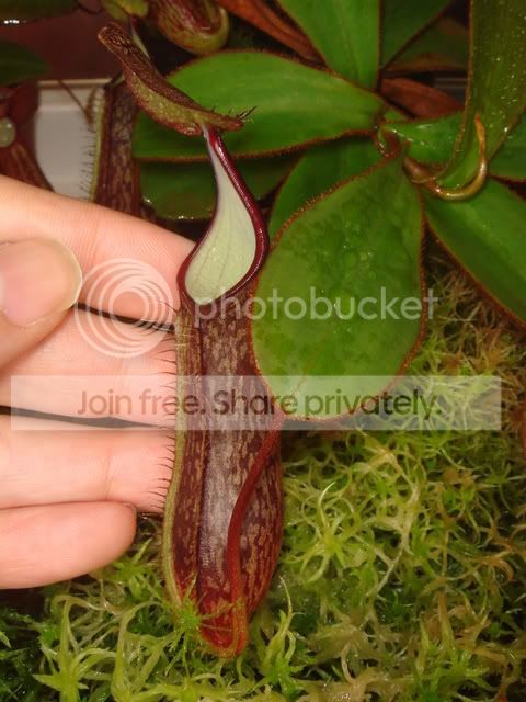 adnata_3halfinch1.jpg