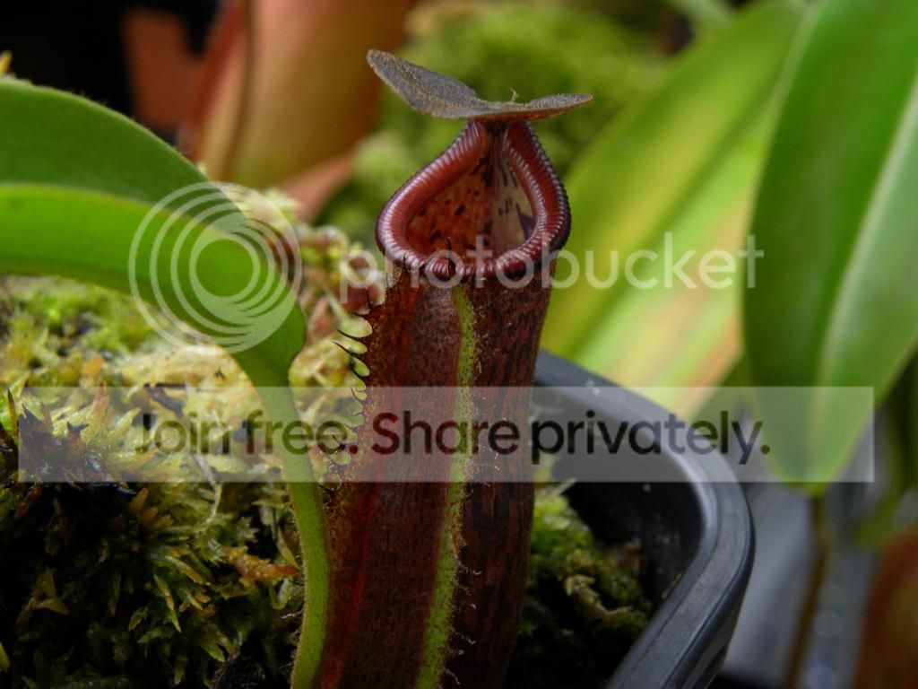 015_zpsfc52f545.jpg