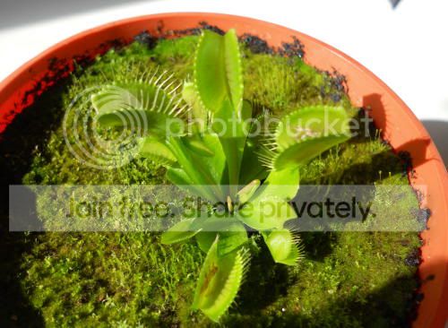 VFT_4-10-11.jpg