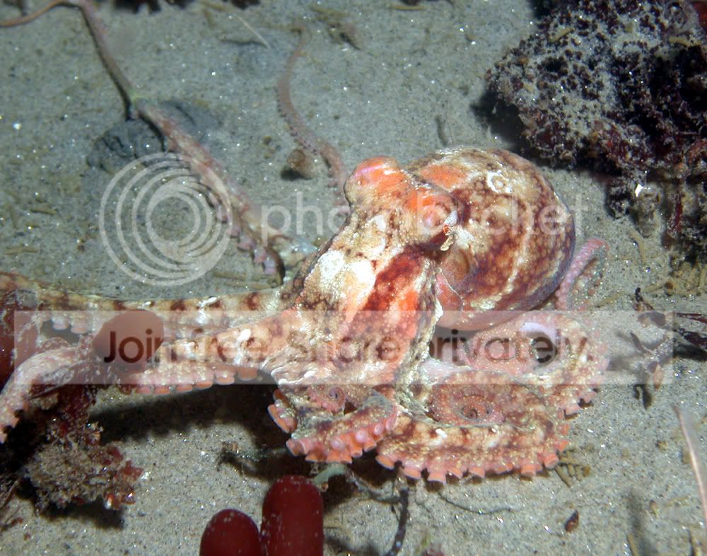 Octopus-VII.jpg