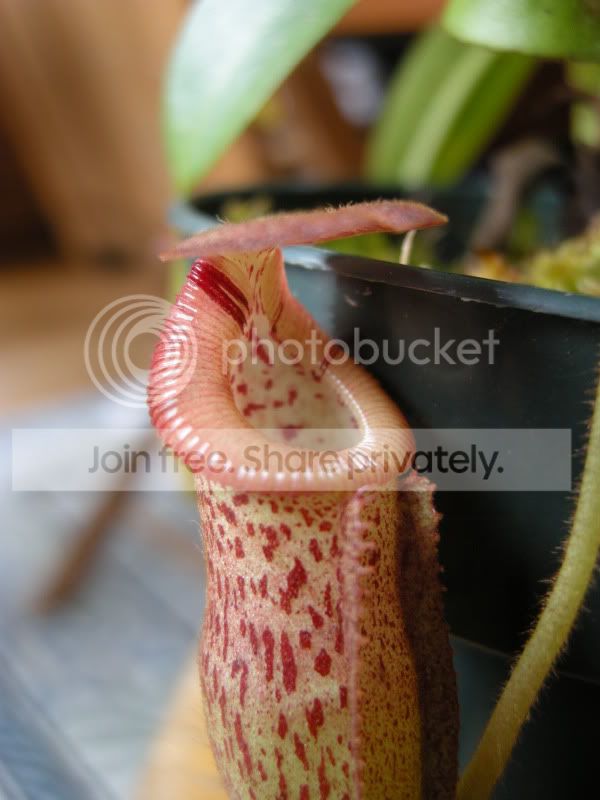 DSCN6088.jpg
