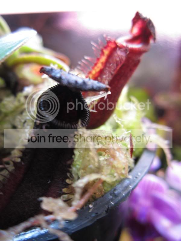 IMG_1829_zpsfb167fe6.jpg