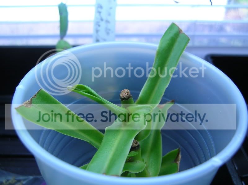 DSCN3425.jpg