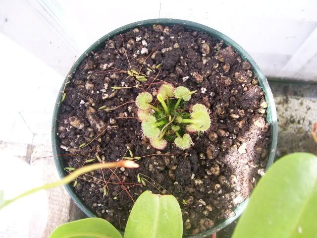 Prolifera1.jpg