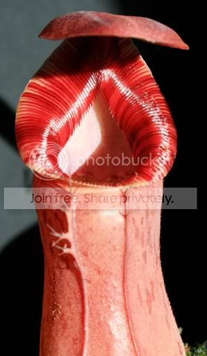 ventricosaxephippiata2.jpg
