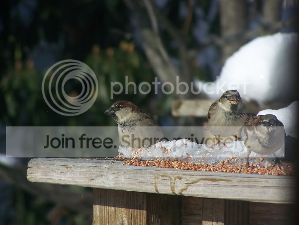 birds035.jpg