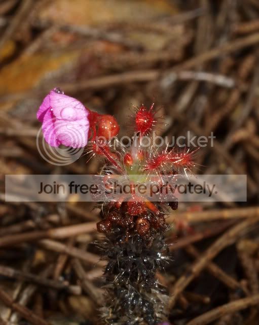 Drosera_gibsonii_flower.jpg