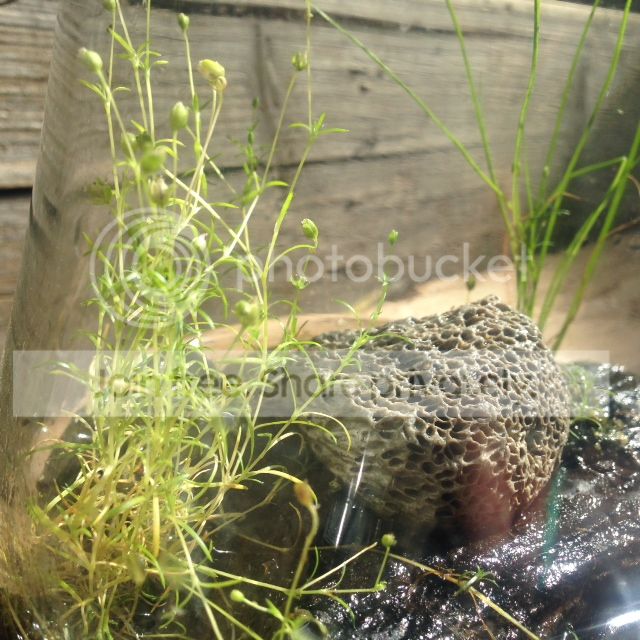 RandomTerrarium_zpscee7fdfb.jpg
