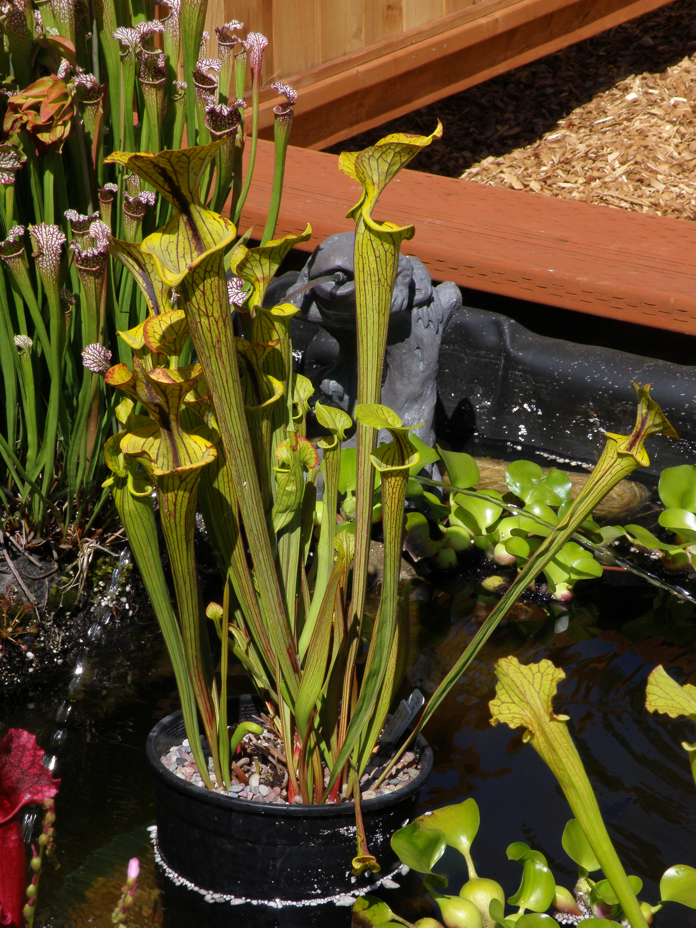 P7158240_1.jpg