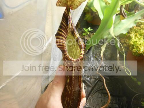 Nspectabilis_7-15-12.jpg