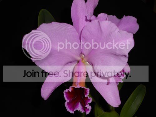 orchid01.jpg