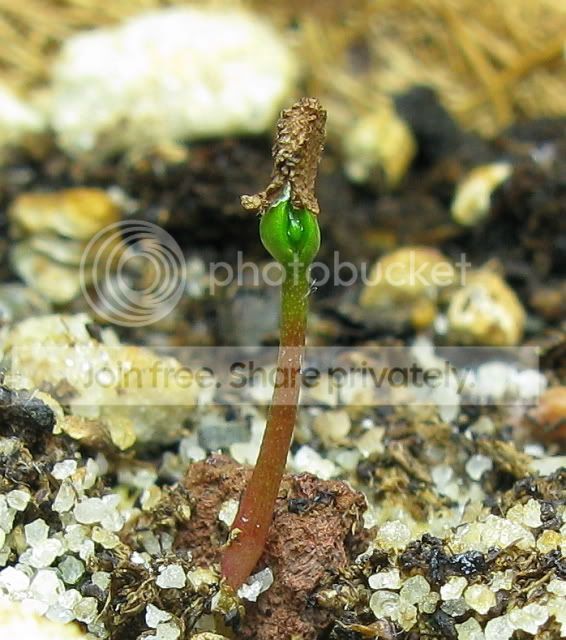 IMG_1680-Roridula-gorgonias-seedling.jpg