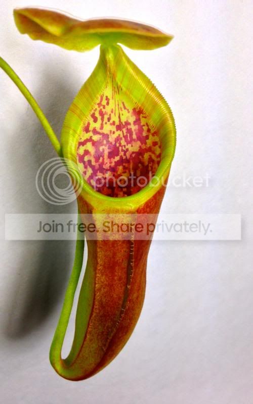image_zps2fc617e3.jpg