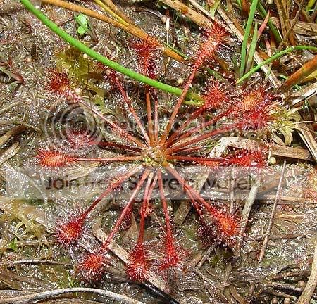 Dinter.jpg