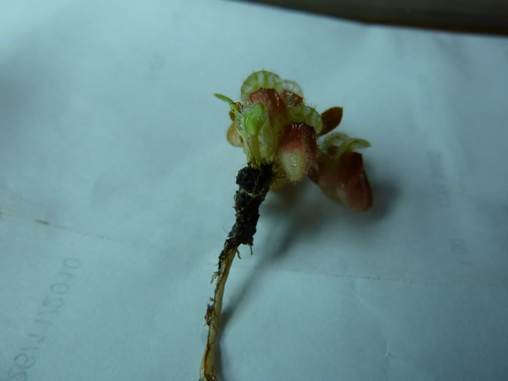plants10032012001.jpg