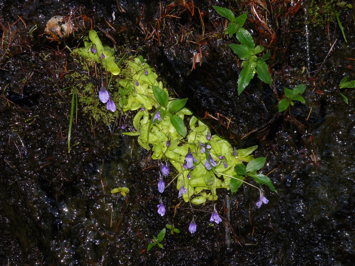 mini_P6198175.jpg