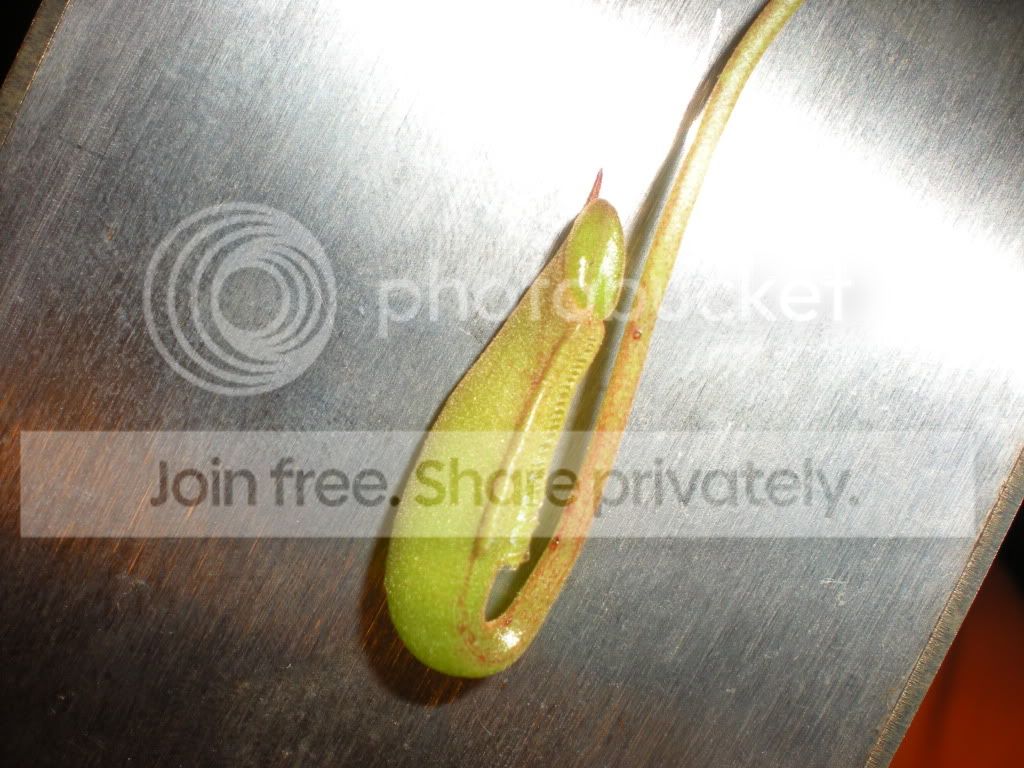 DSCN7595.jpg