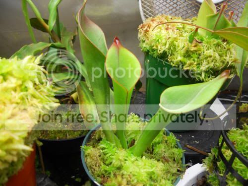 Hbutchiensis_7-23-11.jpg