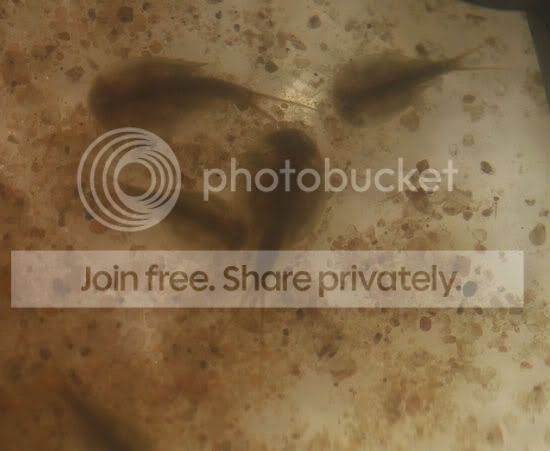 triops-007.jpg