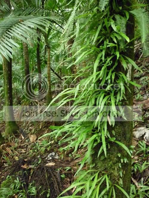 elYunque-epiphytes1RS.jpg