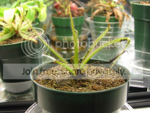 Drosera-Regia.jpg
