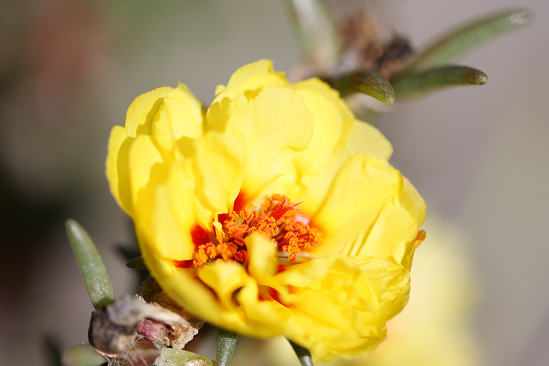 yellowmossrose.jpg