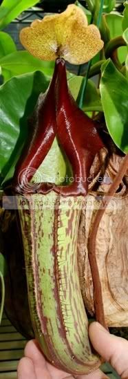maxima-darkxtruncata2.jpg