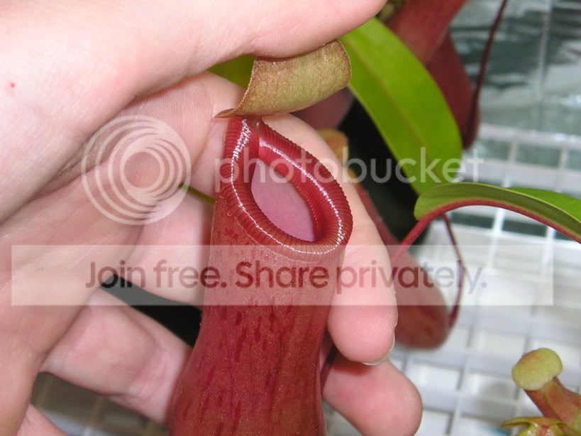 Peristome.jpg