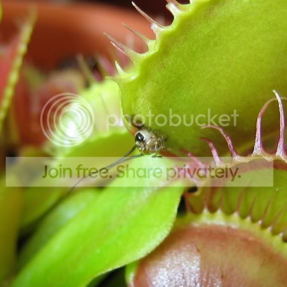 cricket_head.jpg