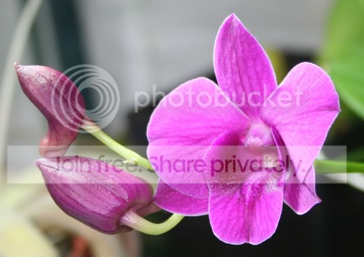 orchid2.jpg