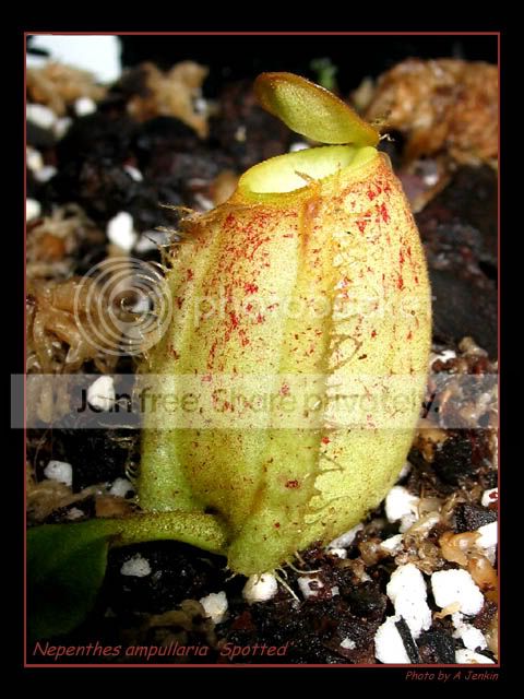 NAmpullariaSpottedPitcher.jpg