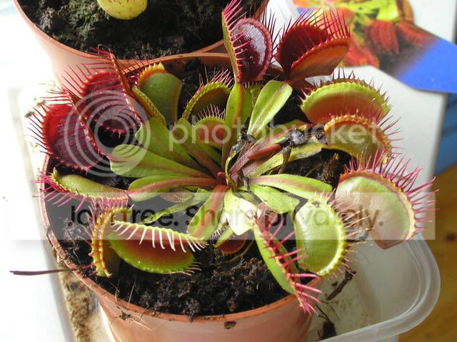 VFT.jpg