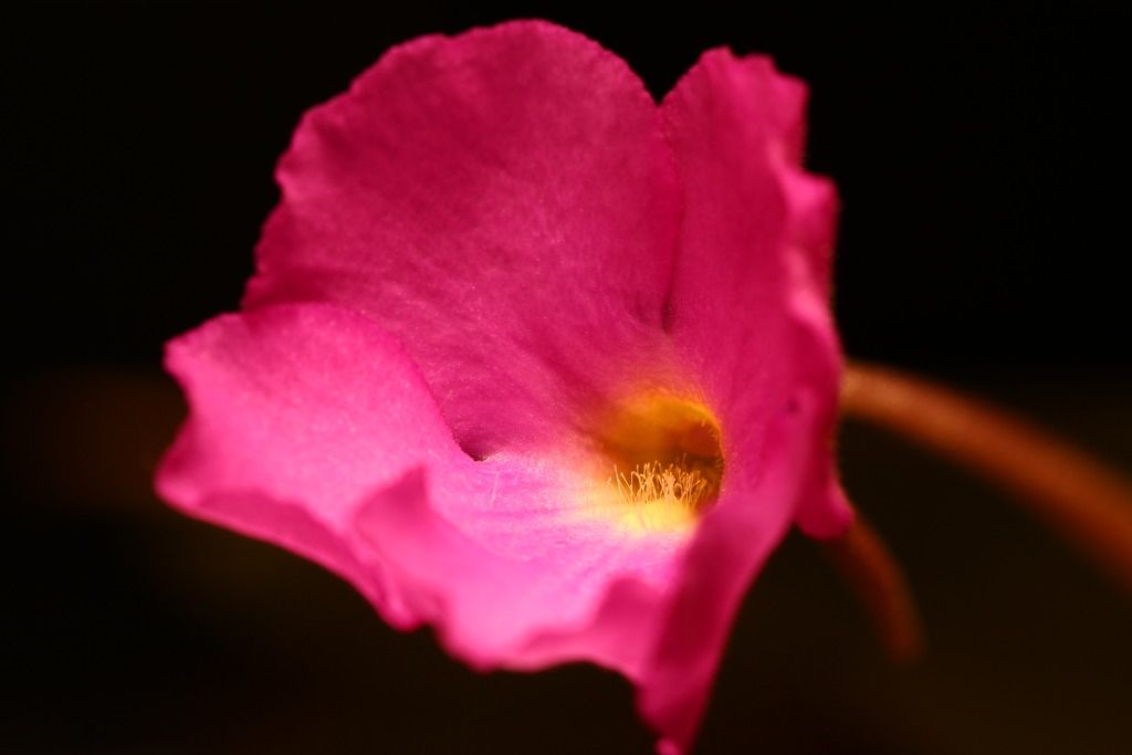 IMG_6361_zps7reutcl0.jpg