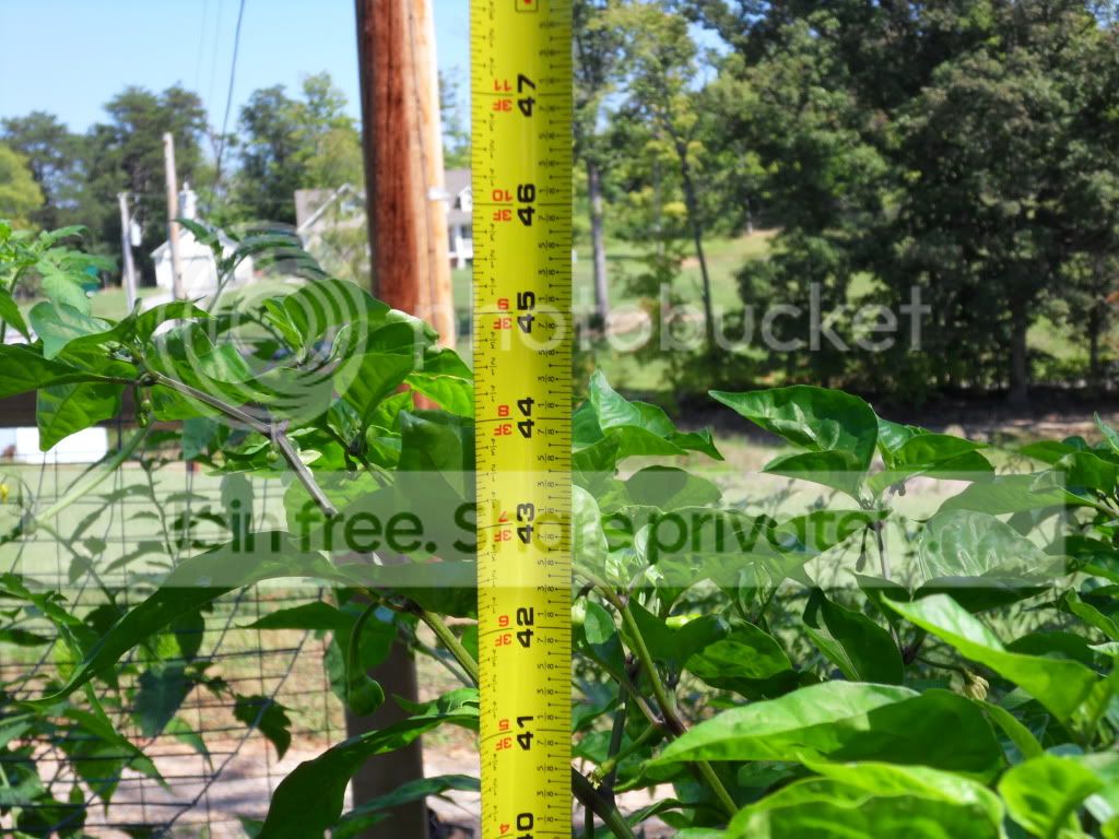 SDC10941.jpg