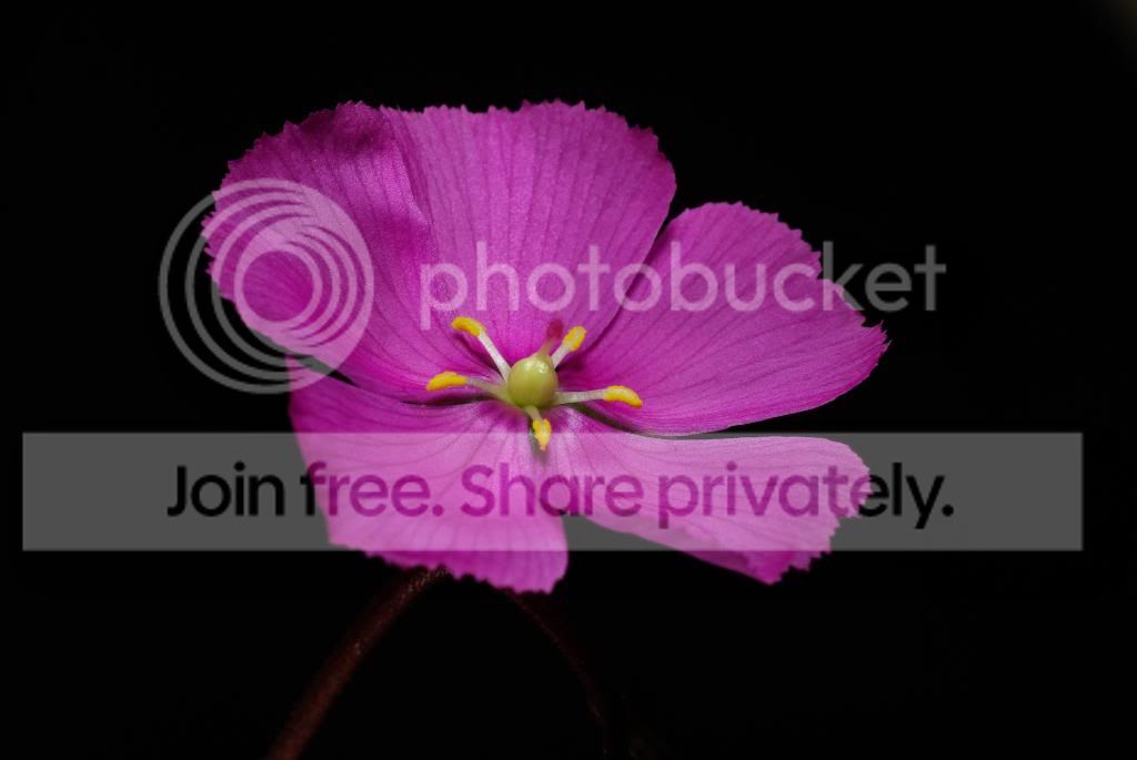 IMGP5412.jpg
