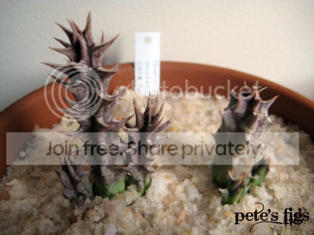 Huernia_oculata_zps2da31f24.jpg