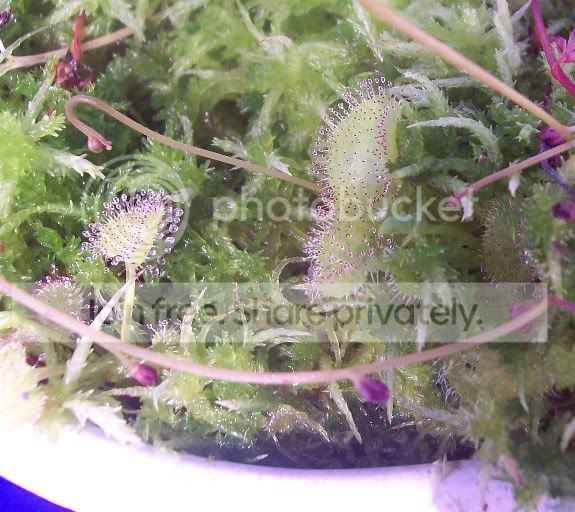 prolifera1.jpg