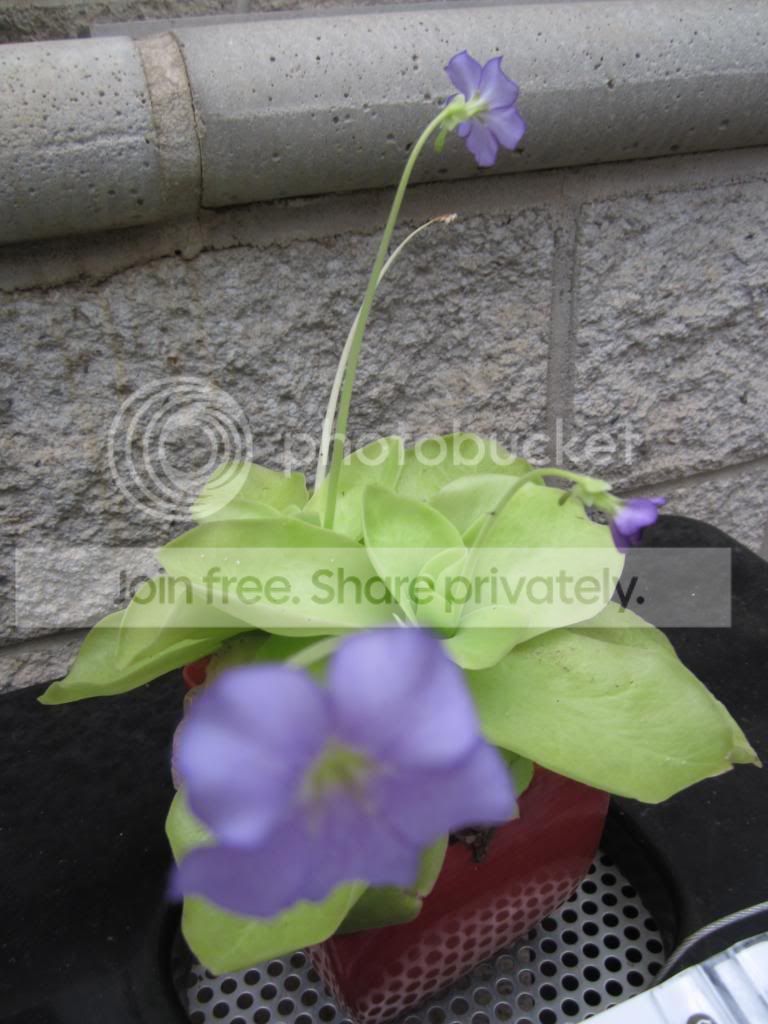 IMG_1178_zps3635b556.jpg