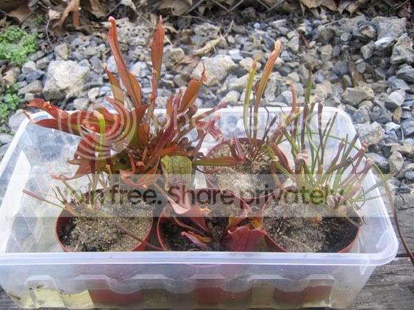 S_leucophylla_purpurea_and_dixie_la.jpg