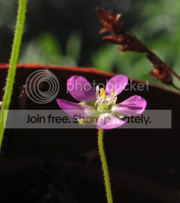 sundew02.jpg