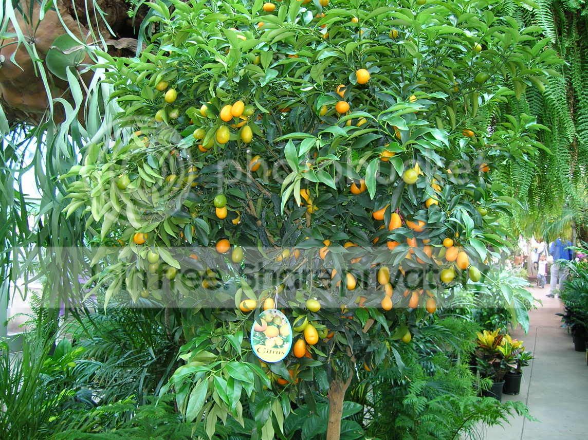 orangetree.jpg