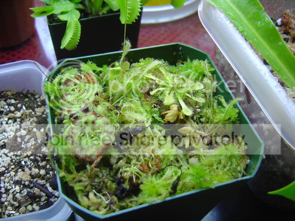 newdrosera002.jpg